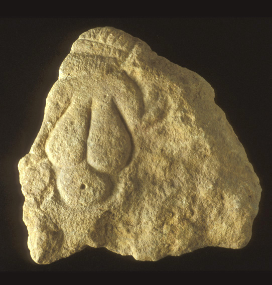 Vénus à tête quadrillée